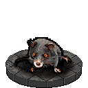 A vicious Giant Rat baring its teeth